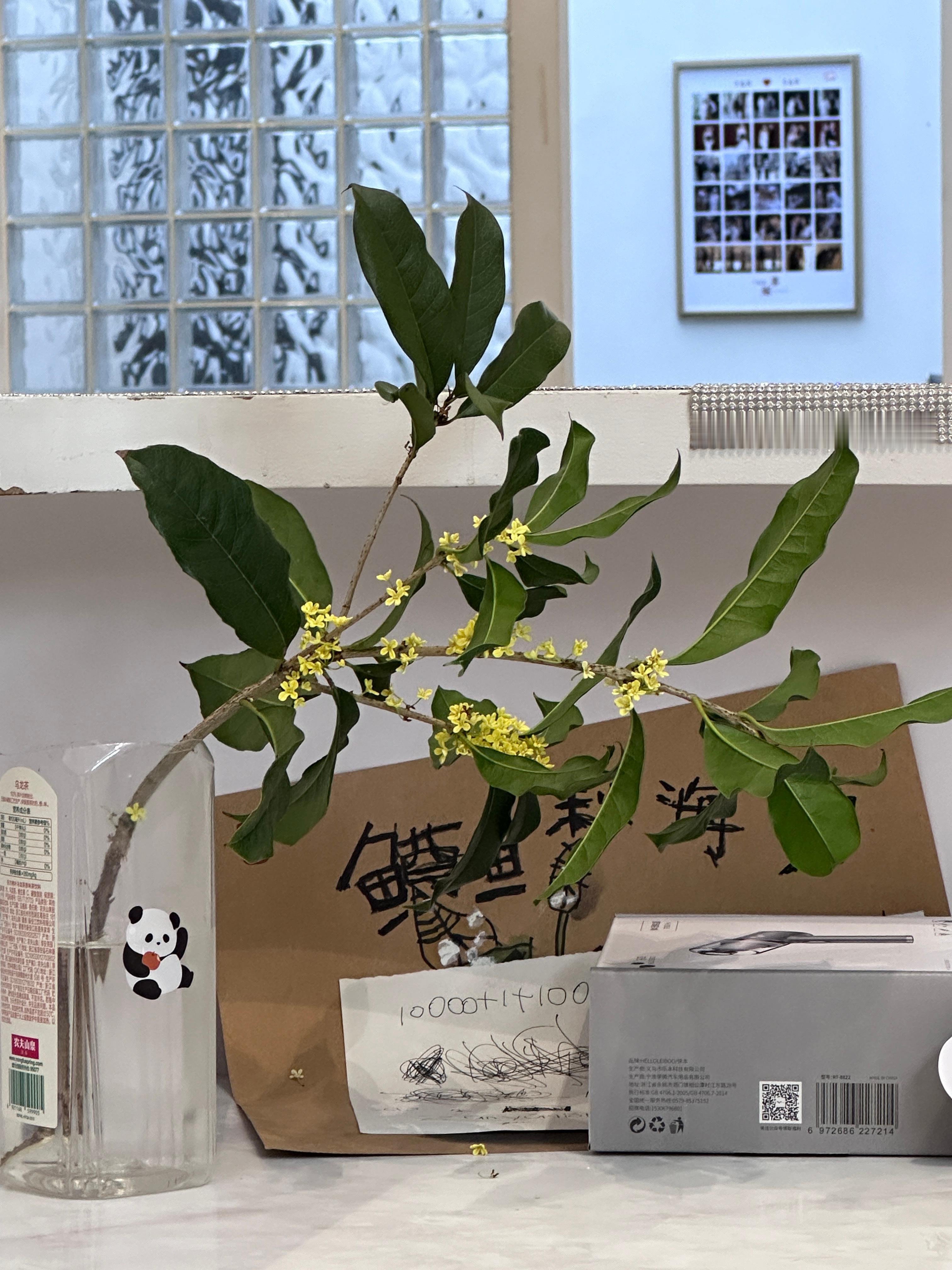 到处都是桂花香，希望你也闻得到 ​​​