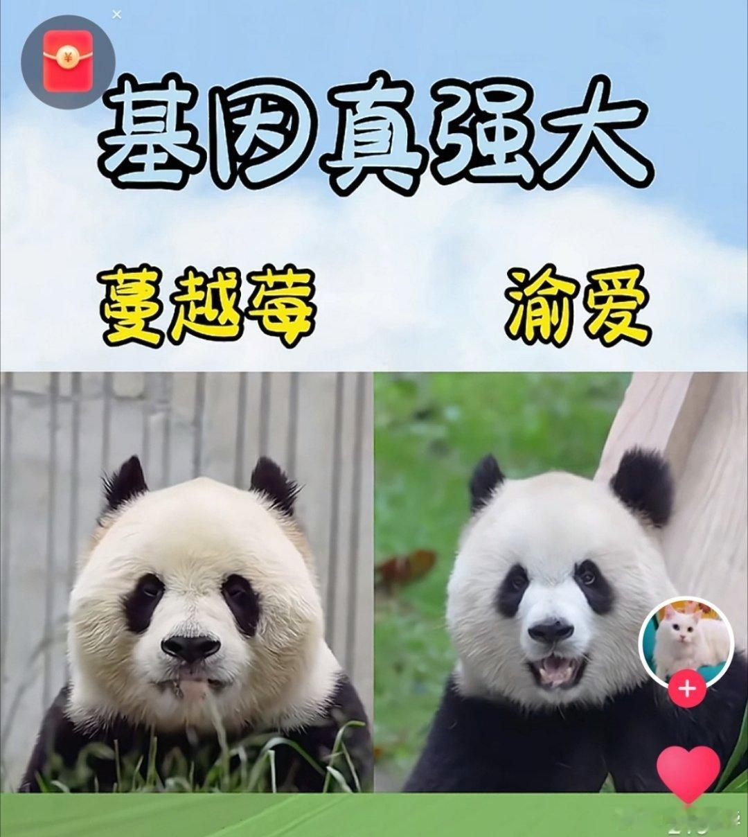 人类要是有这种遗传能力，娱乐圈就没那么多丑二代了…… 真是看着渝爱她爸长大的，哈