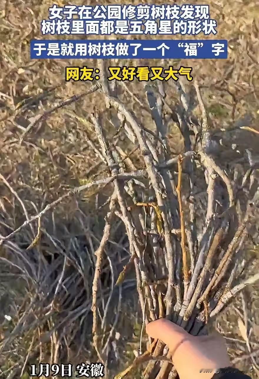 安徽一女的去公园修剪树枝，本来挺平常的事儿。可她剪着剪着发现，每根小树枝的横截面