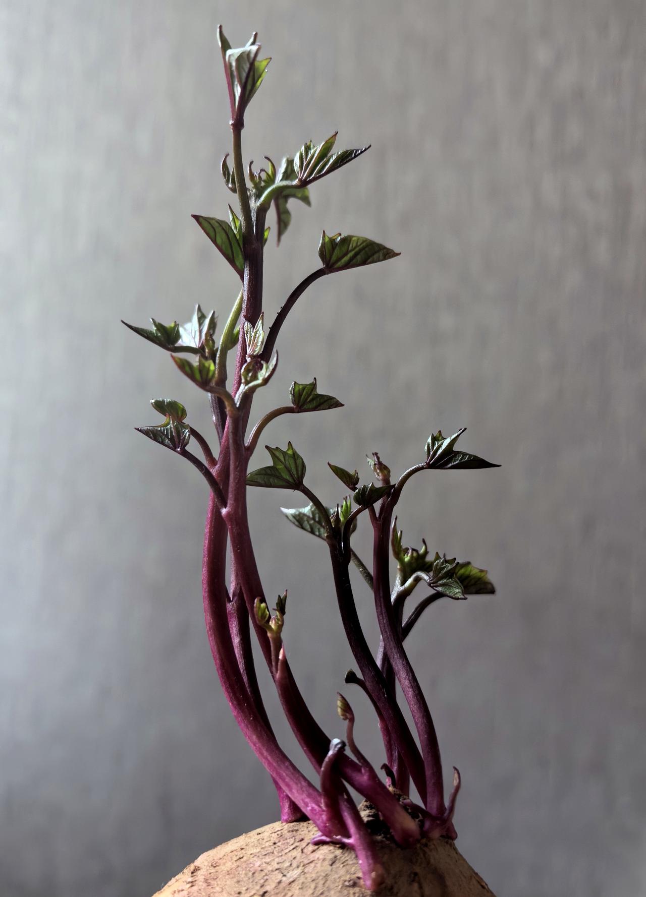 【硬是把自己长成顶天立地样】