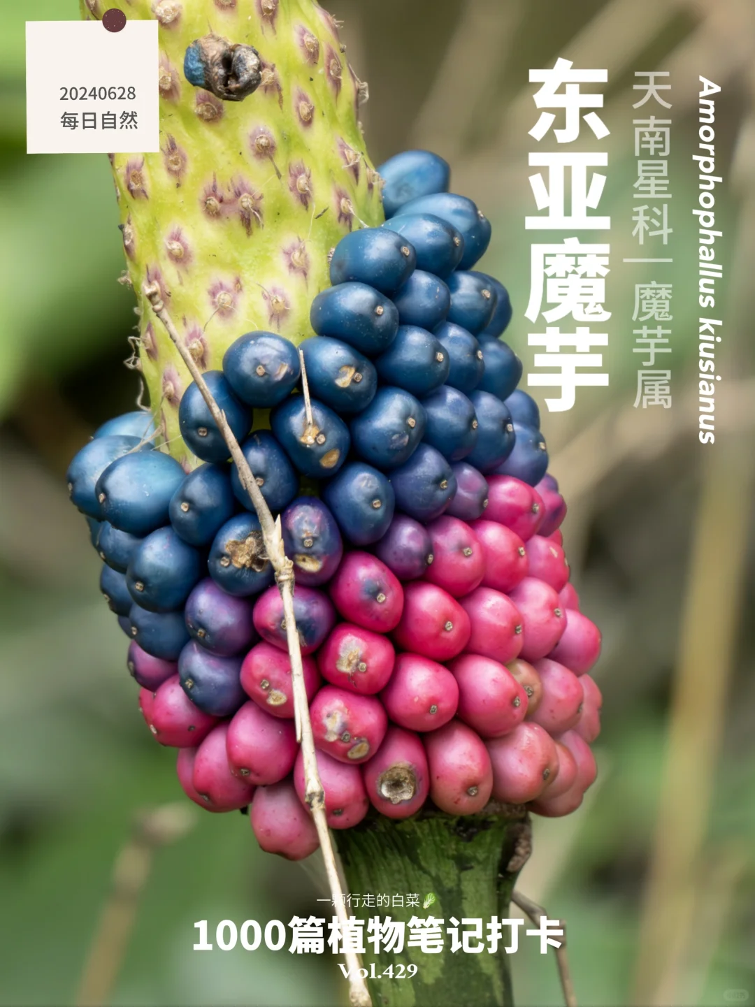 东亚魔芋 | 眼镜蛇花的炫彩果实