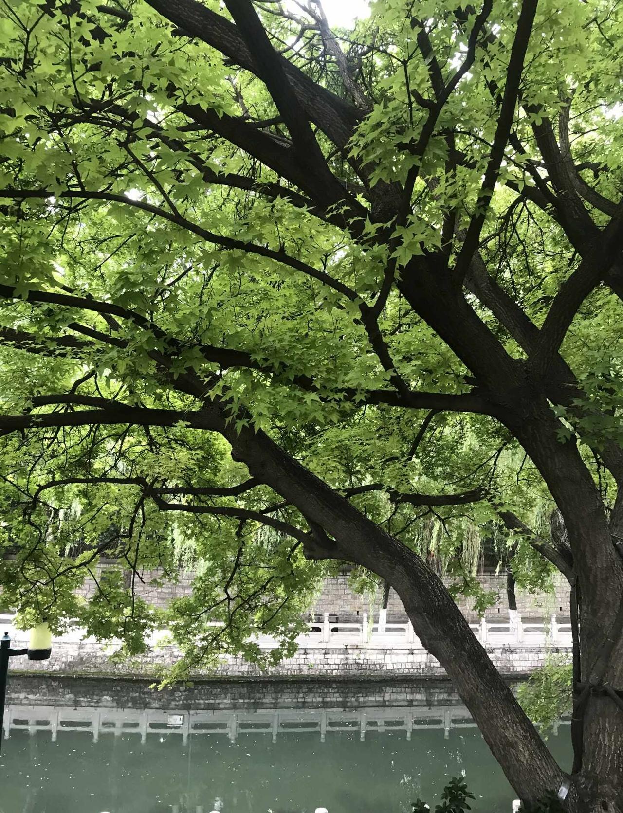 当你有了7P~
苹果7P 苹果7 古早味 7p 苹果手机拍照 氧气感拍照 古早氛