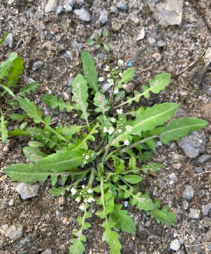 周末相约来挖荠菜咯！其实吃不吃反倒不重要，关键是大家聚在一起那份开心。手里挖的是