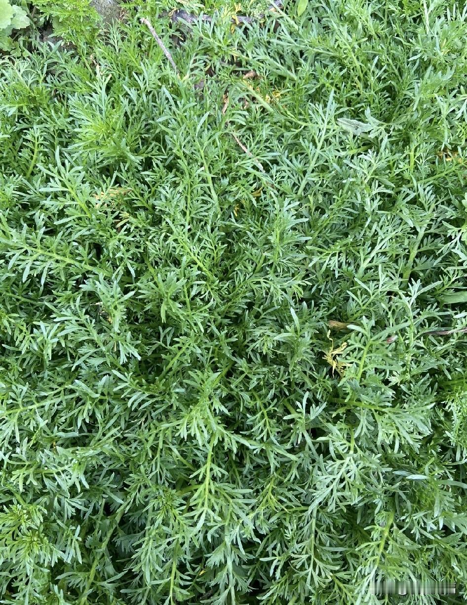 这是什么菜，我还没见过这种菜？