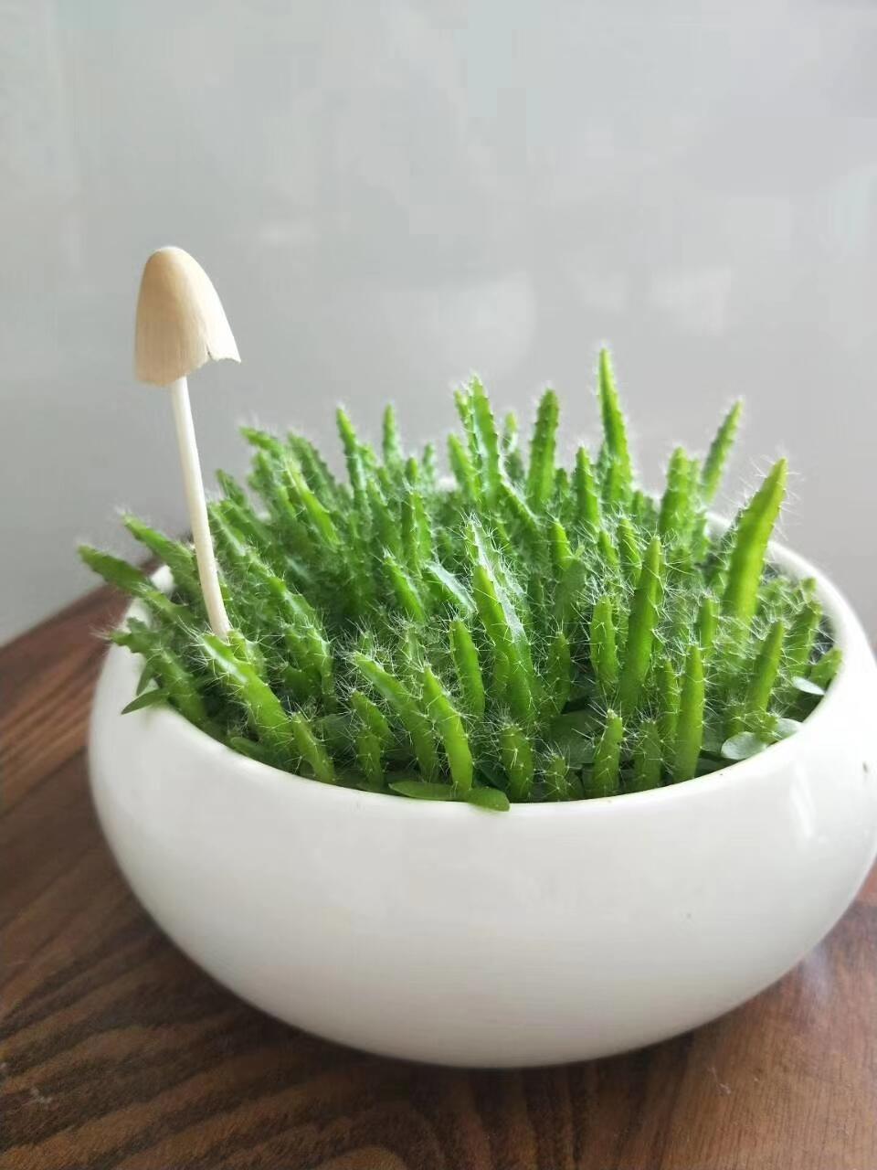 最近挺流行的一段话：

“找一个，把雨伞叠的整整齐齐的人；找一个，拿东西能放回原
