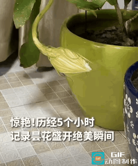 江苏南京，女子准备关灯休息时，突然发现阳台的昙花有动静，她走近一瞧，发现昙花要开