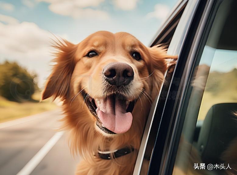 呼和浩特，男子在路边行走，路过一辆开着窗户的车子时，突然从车里探出来一只狗，咬住