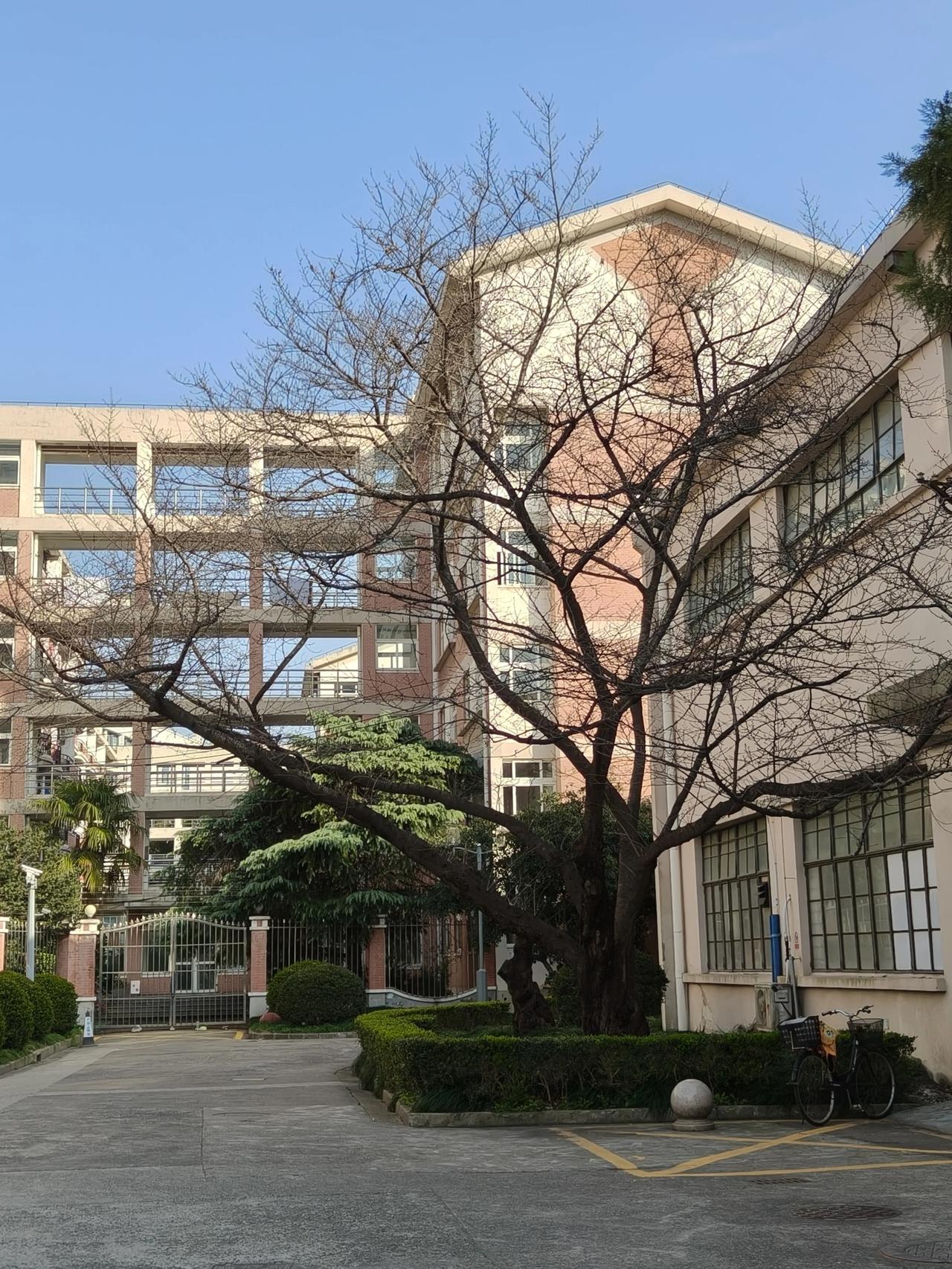 因为是周日，同济校园里特别安静🤫
好多地方都有着我们对往事的回忆…毕竟我和老公