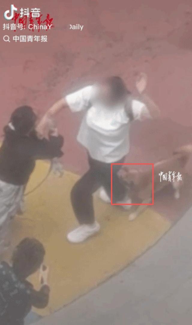 “太可恶了！”沈阳于洪区，女子带两条不牵绳的狗遛弯，路人提醒反遭辱骂、殴打，两条