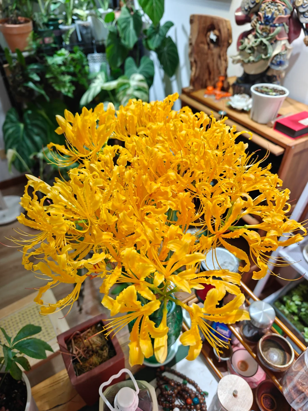 🌺石蒜之美，一眼万年🌺