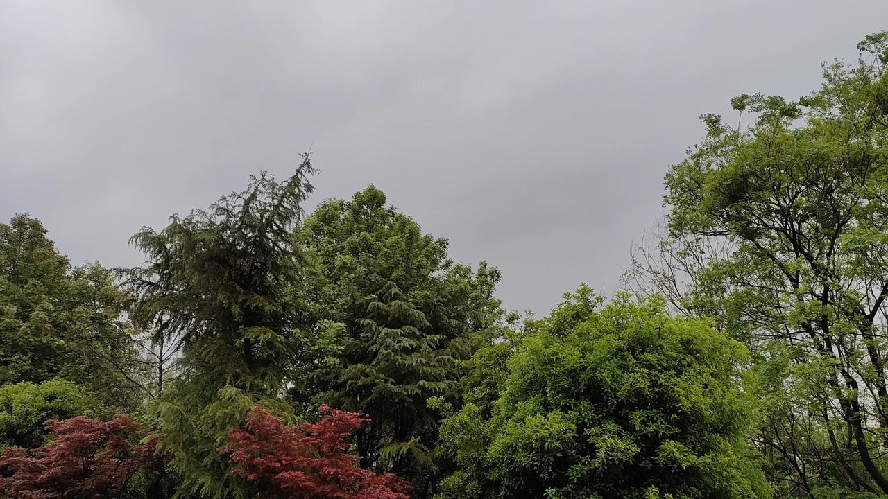 五月五日，苏州终于下了一场透雨 距离四月十二日风大雨小的下雨，天空足足晴朗了20