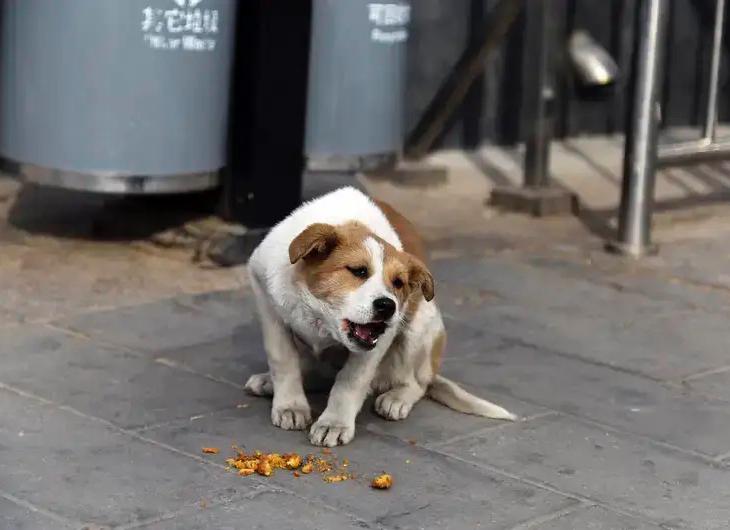 北京毒狗案二审落槌！4年刑期背后，谁才是真正的赢家？

北京毒狗案二审维持原判，