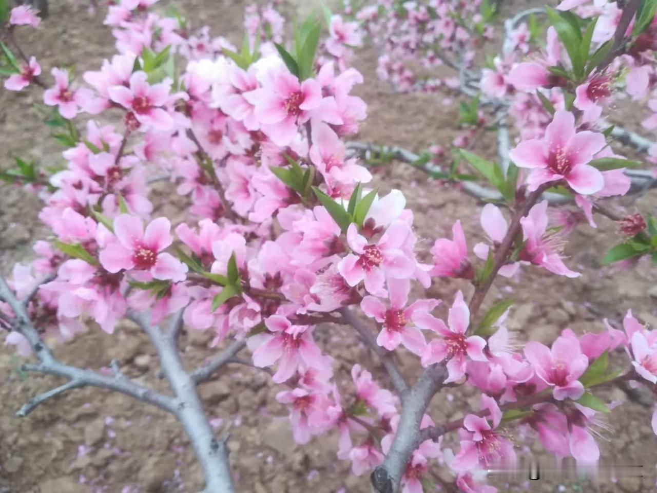 春和景明，墓园归来，桃花已败，落英缤纷！花无百日红，人无千日好！慨然记之！