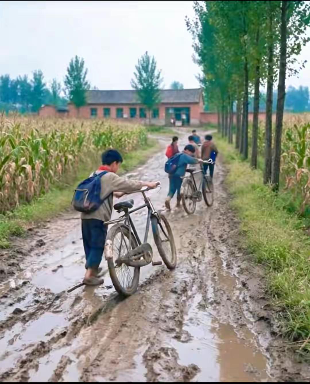 道路泥泞多
上学推着车。
彺返十几里，
少时体验过。