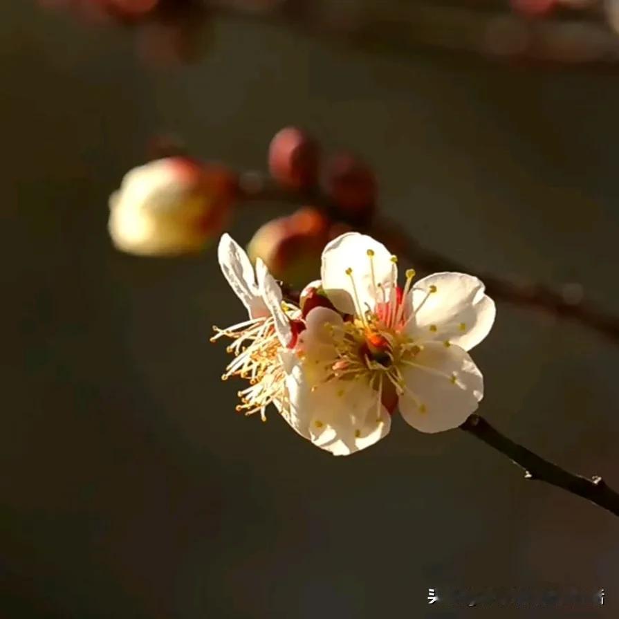 花朵🌺美图分享早上好，美图分享新年新气象梅花开的很灿烂。