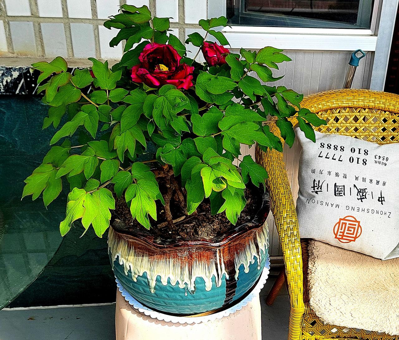 养花我是认真的