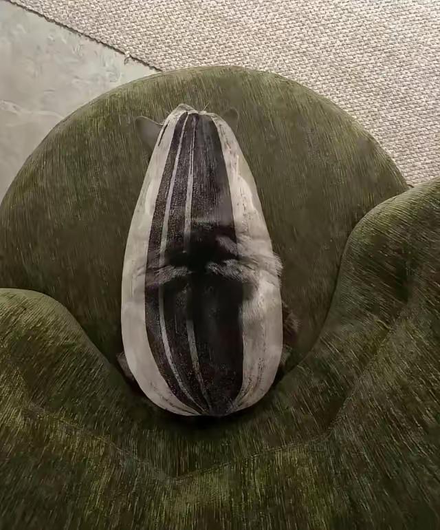 咪咪：没长眼睛吗，你全家都是瓜子……

……
……
哈哈哈，左边那位“瓜子猫”蜷
