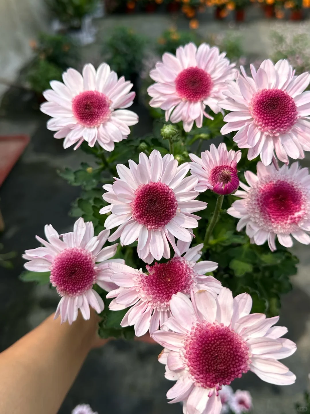 切花草莓熊