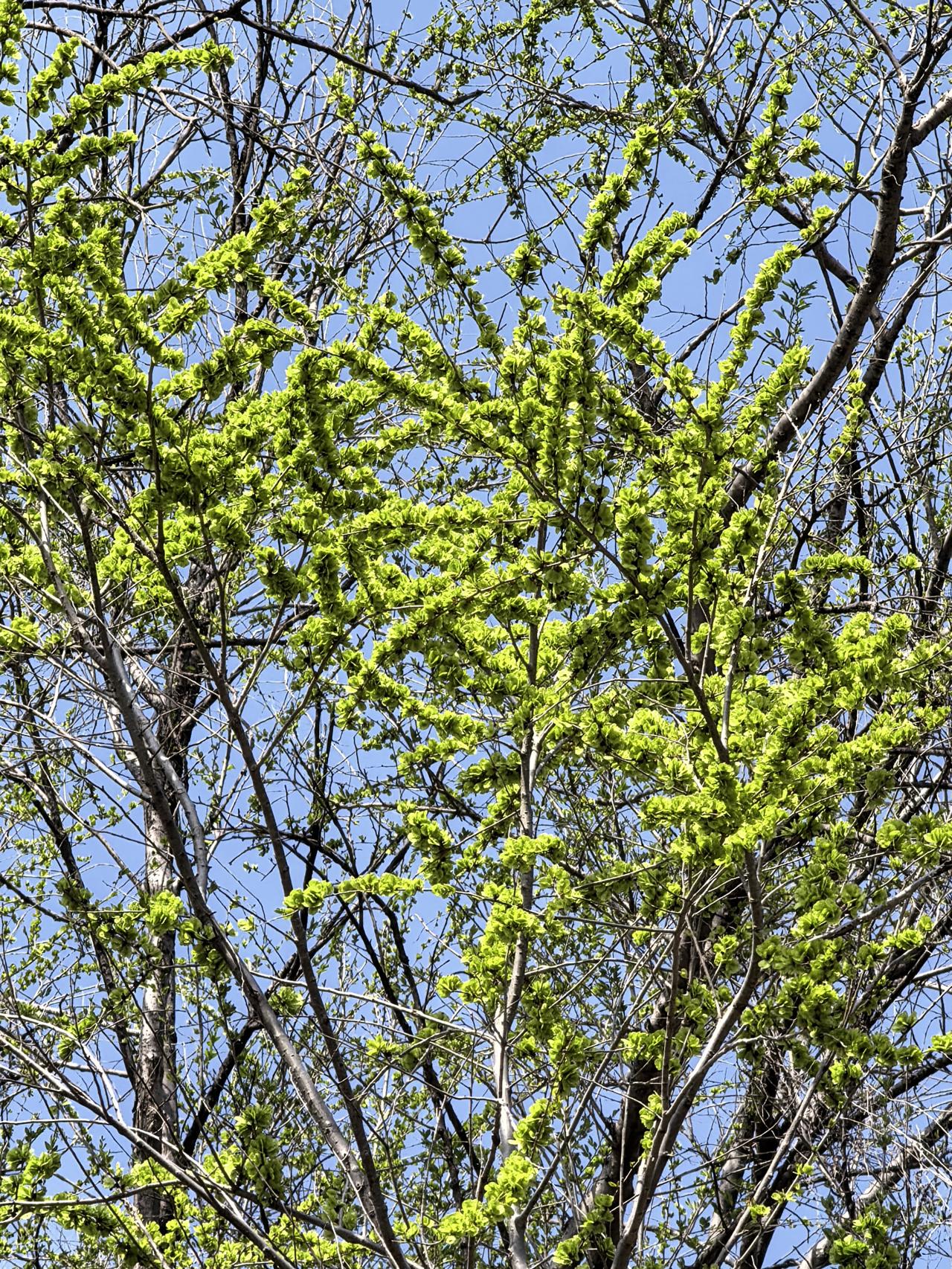 记录我的2026沿黄公路合阳段采摘榆钱，收获满满。上一周刚挖了白蒿，这里的确物产