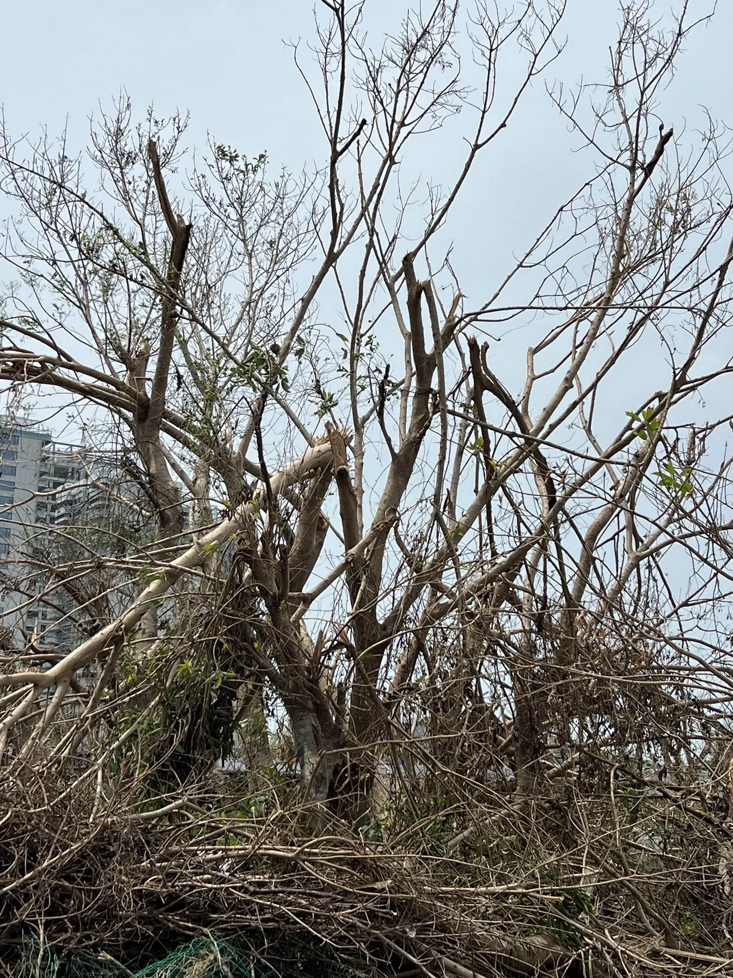 台风过后的海口，在重建中。17级大风真是吹劲儿十足，海口的好多大树都被...