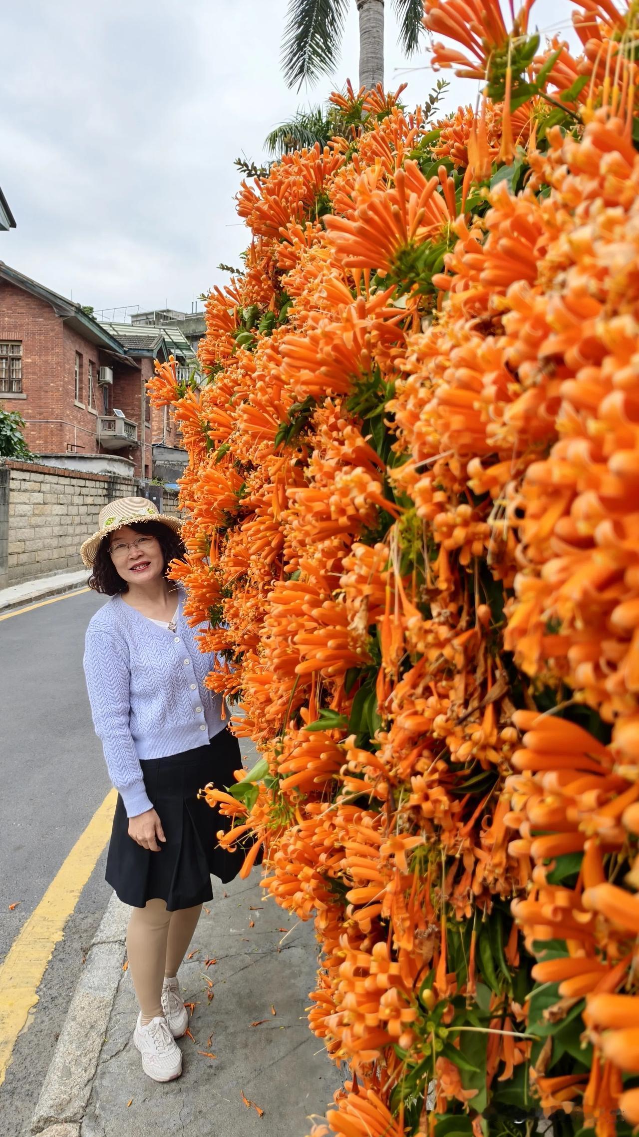 厦门春日限定--炮仗花墙一起看厦门风景 厦门风景图片 厦门花海公园 一览厦门 旅