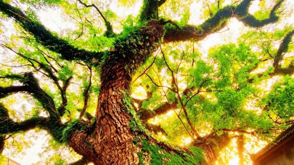老城区273岁树王见证了台州的变迁一树一井相守百年，见证海门古镇时代变迁，承载老