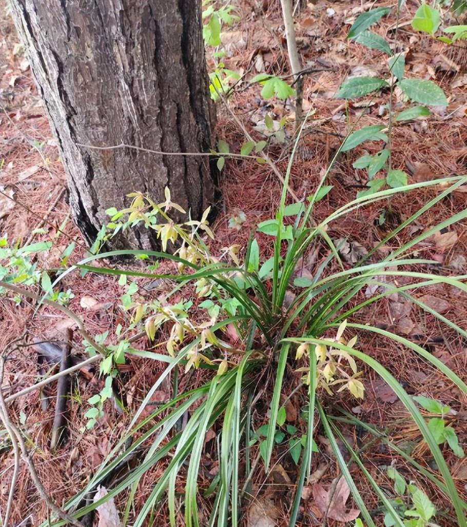 2株以上就犯法！2024年河南男子挖8株售卖，75元换来1年4个月刑期！[嘘]