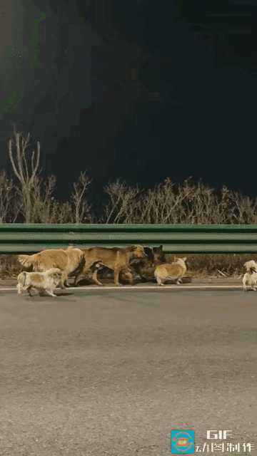 电影导演都不敢这么编！
七个毛孩子，被带走后，竟然合力咬破笼子，跳下车子沿着高速