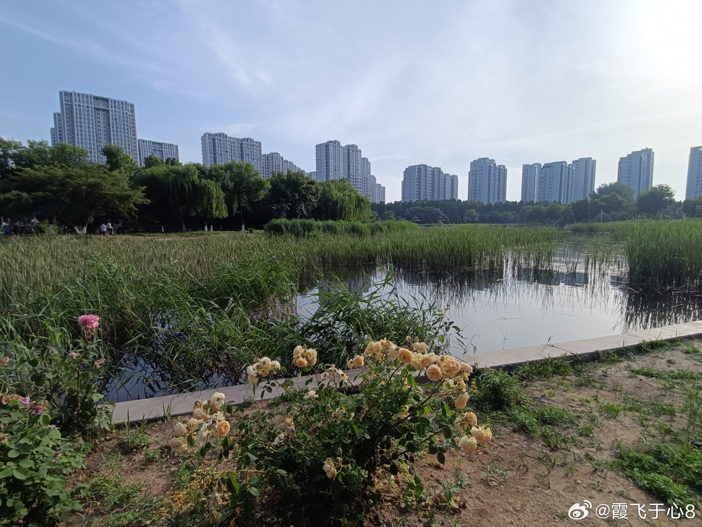 手机摄影 看展和短旅图发结了，再次踏入月季花又一轮鼎盛时光，重温夏日芬芳惬意 
