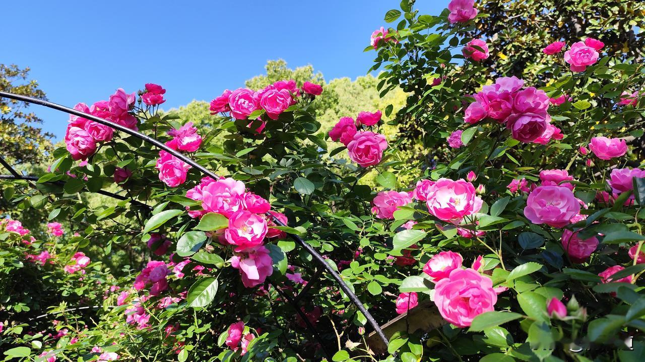 公园美丽景随拍红五月公园鲜花朵朵开