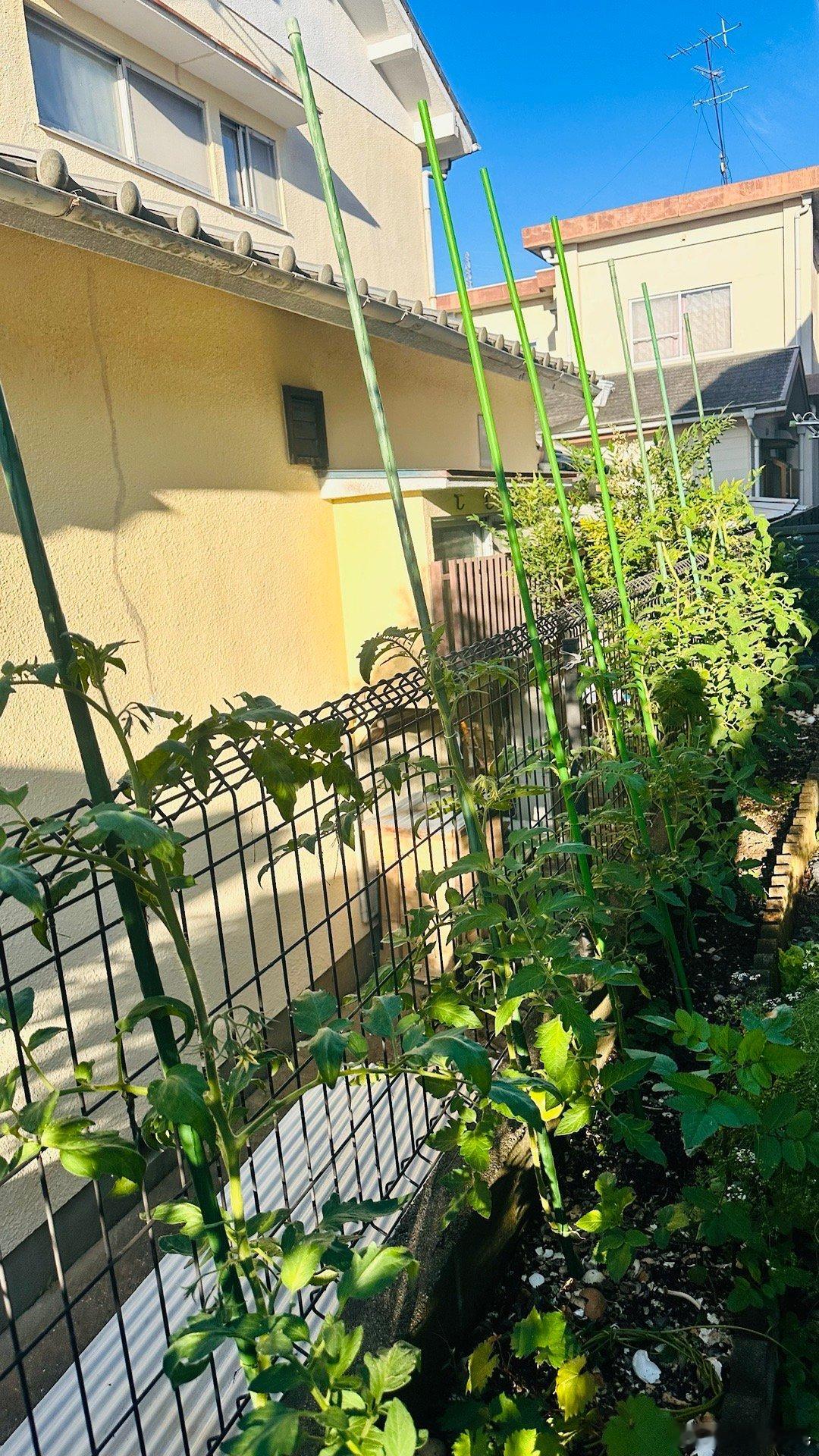 小院里的西红柿正在茁壮成长中～～未来可期🍅生活美学要深怀对自然的敬畏之心感恩人