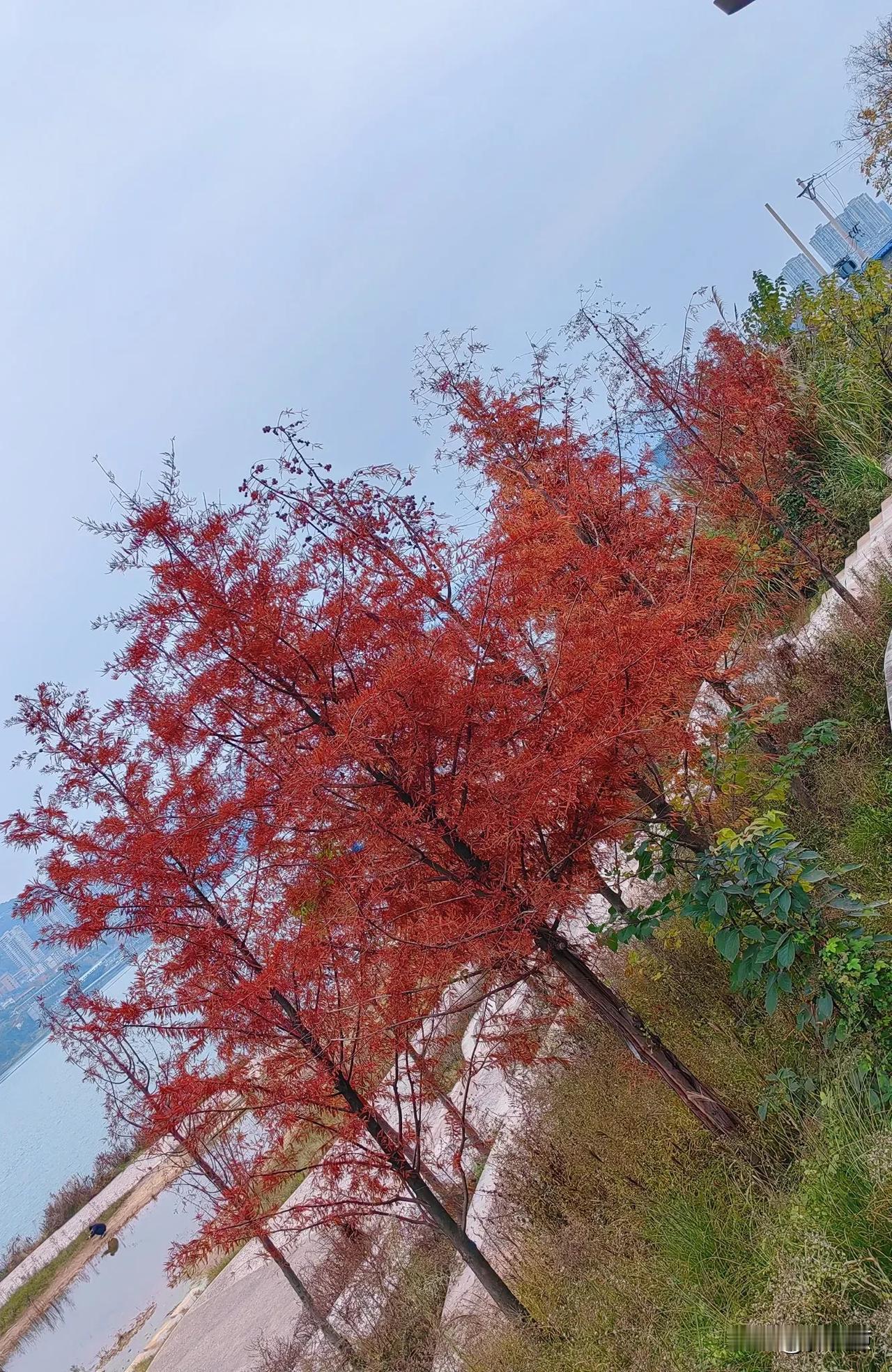 哇噻，万州区望江公园水杉杉红了，真美打卡了！