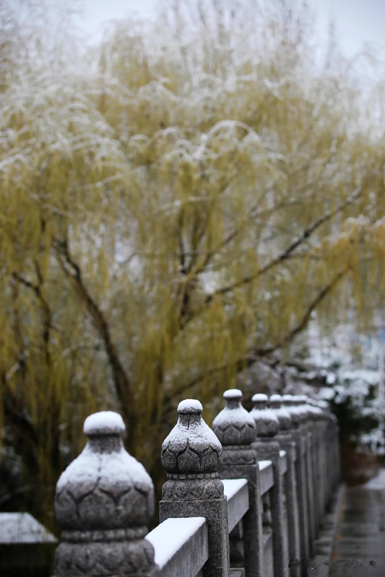 新春的第一场雪

      第一场雪，受友人邀约赴临沂最美的景点温泉乡拍照，写