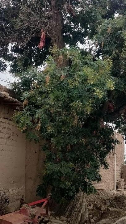 看到这副对联“庭前老树经霜劲，院后新槐逢春盛”，一下子就把我拉进了古风庭院的意境