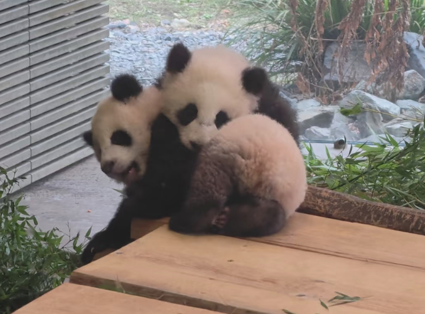 梦甜＆梦好，小团子无效打架。🐼 