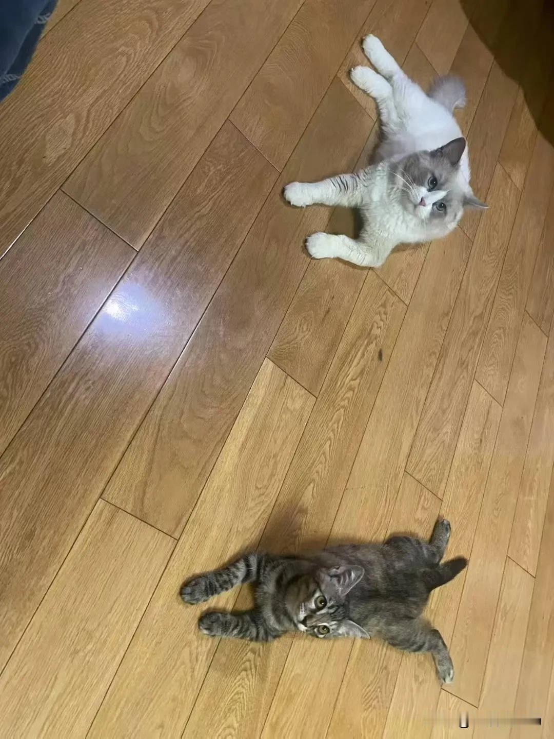 这猫快泛滥成灾了，有一楼老太太丟出来的猫，老太太去广州她儿子那养老去了，也有外面