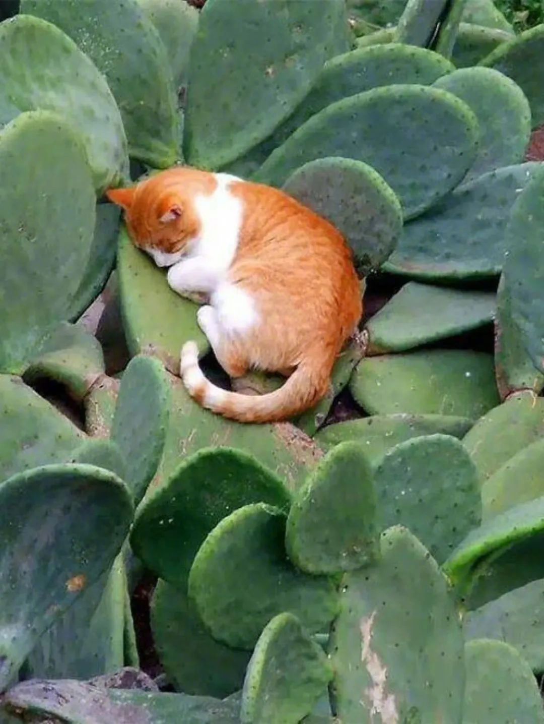 猫猫的松弛感,哪里都能睡​​​
