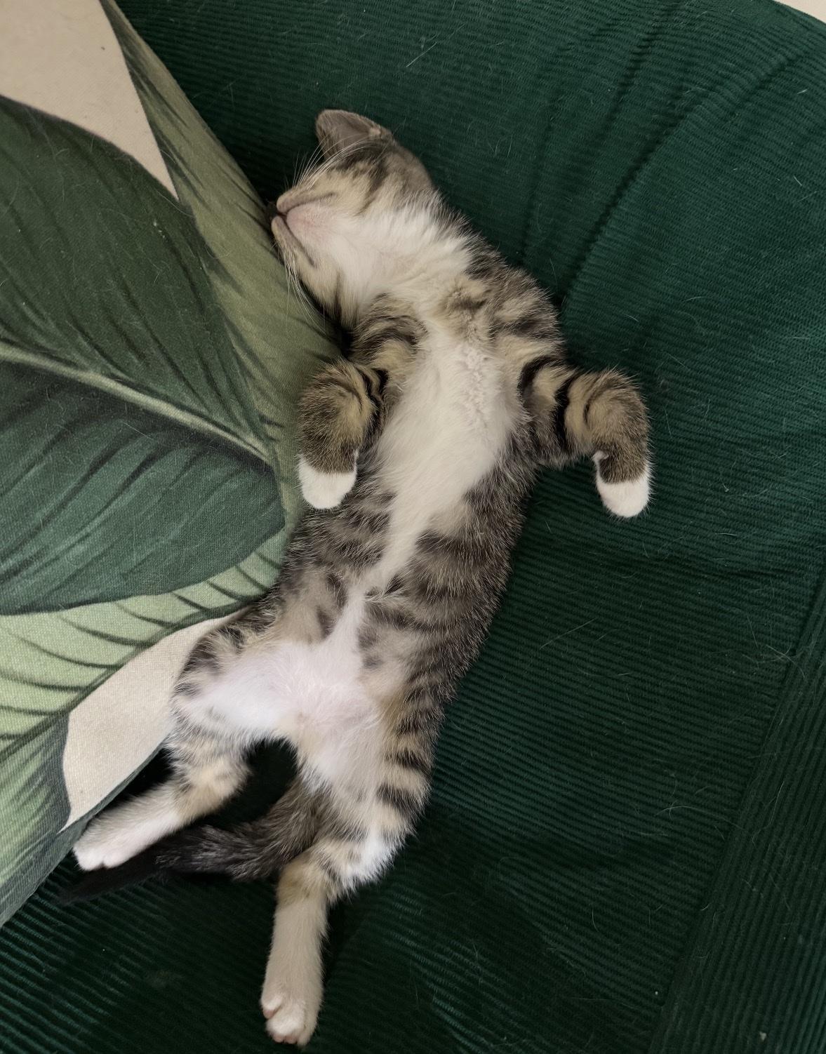 我家猫咪的躺姿简直绝了，经常四仰八叉地睡在客厅中央，肚皮朝天，爪子随意伸展，活像