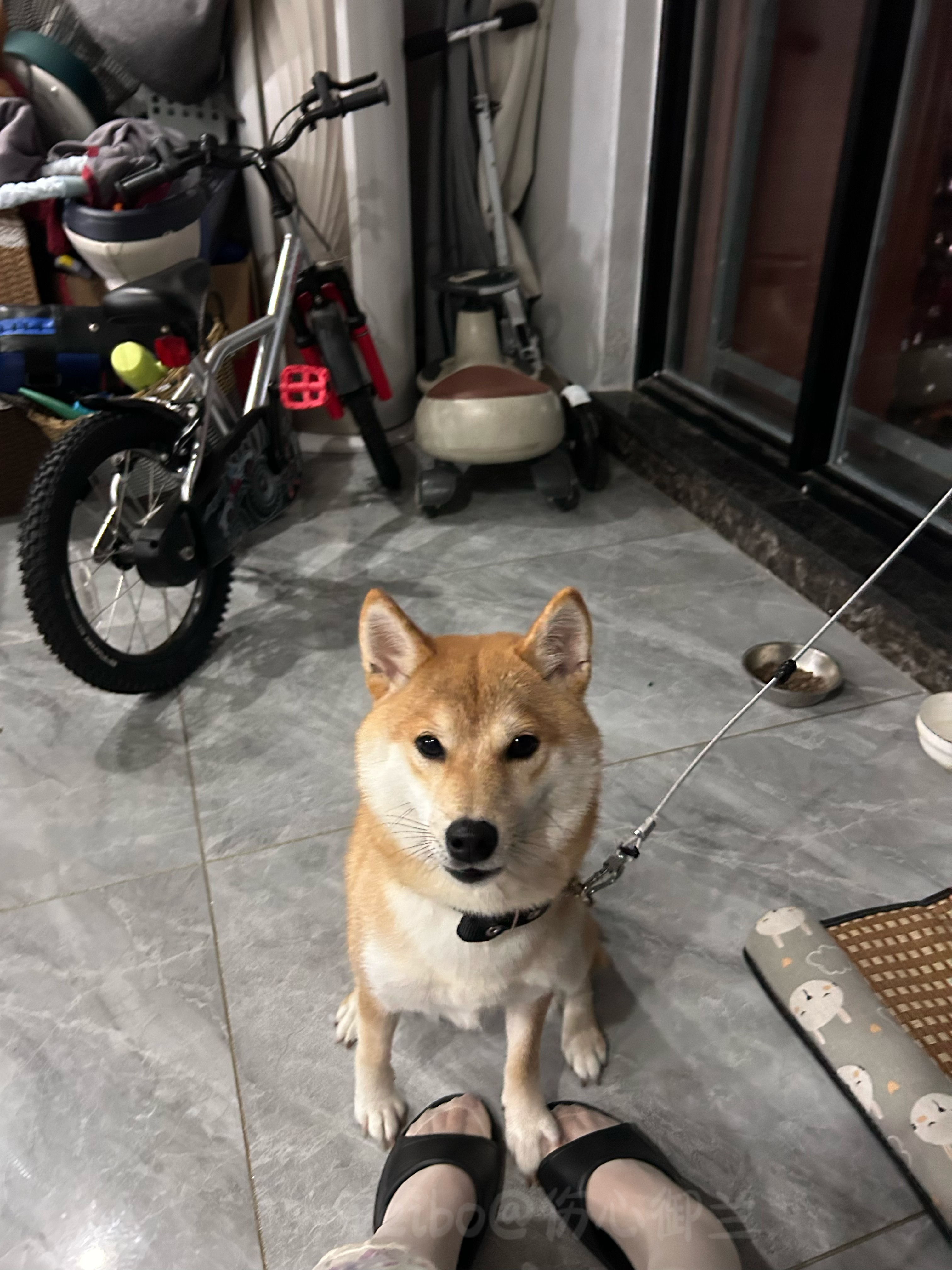好 乖狗狗 来