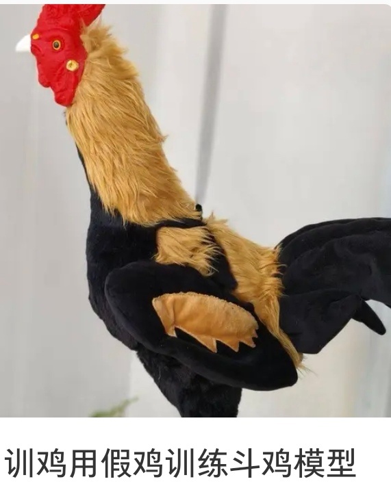 能打电话去12315打假老鸡，从姓名到年龄到番位没一个是真的！