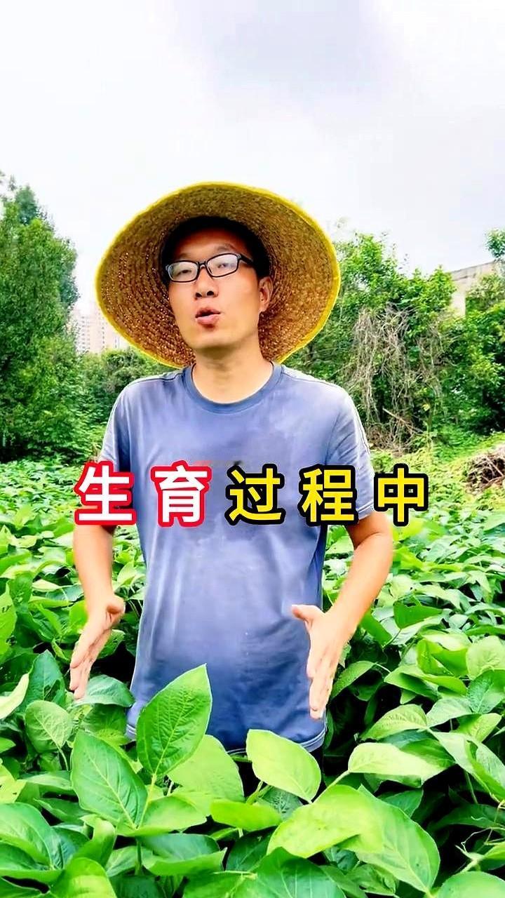 “中午浇水，豆子炸根！”沧州老农李长庚蹲在田埂上，指缝里夹着半截烟，一句话把直播
