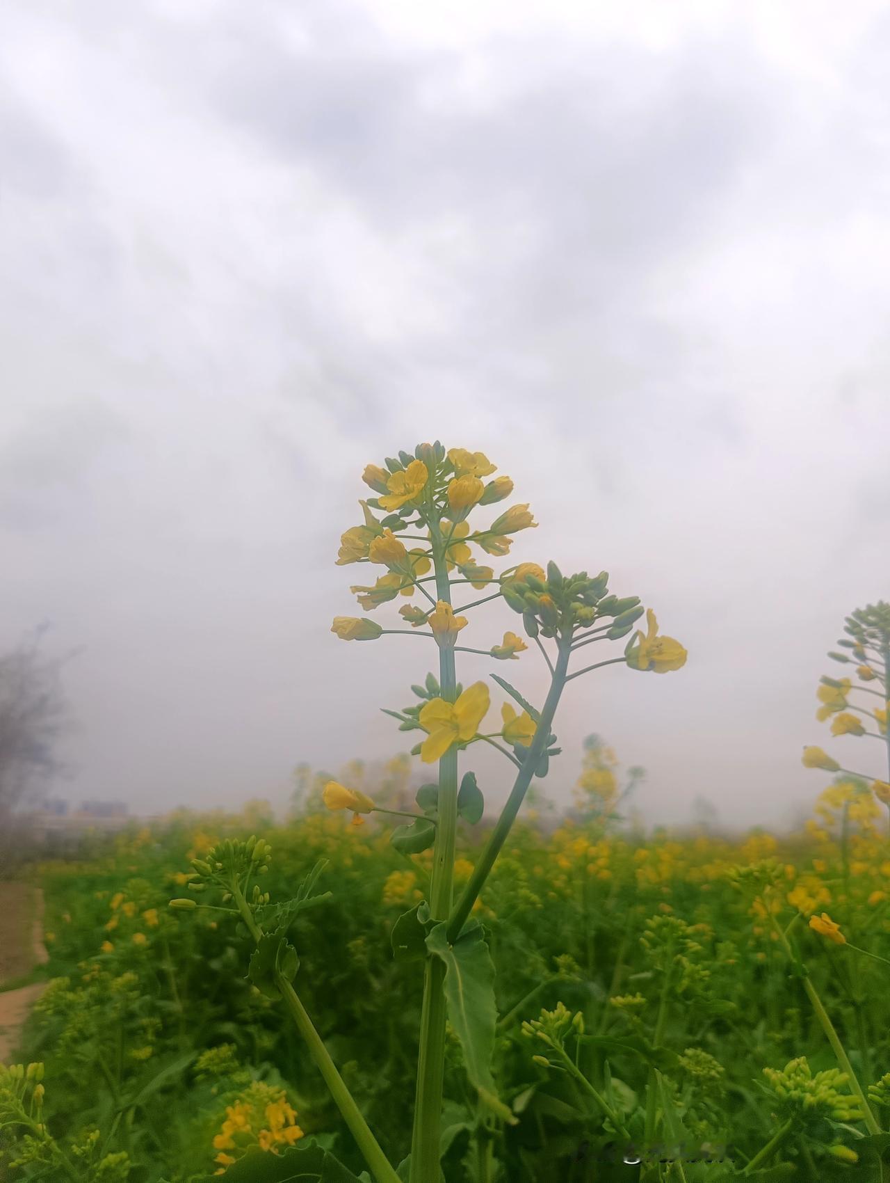 晒晒你们的油菜花金色油菜花，春天最温柔的底色！