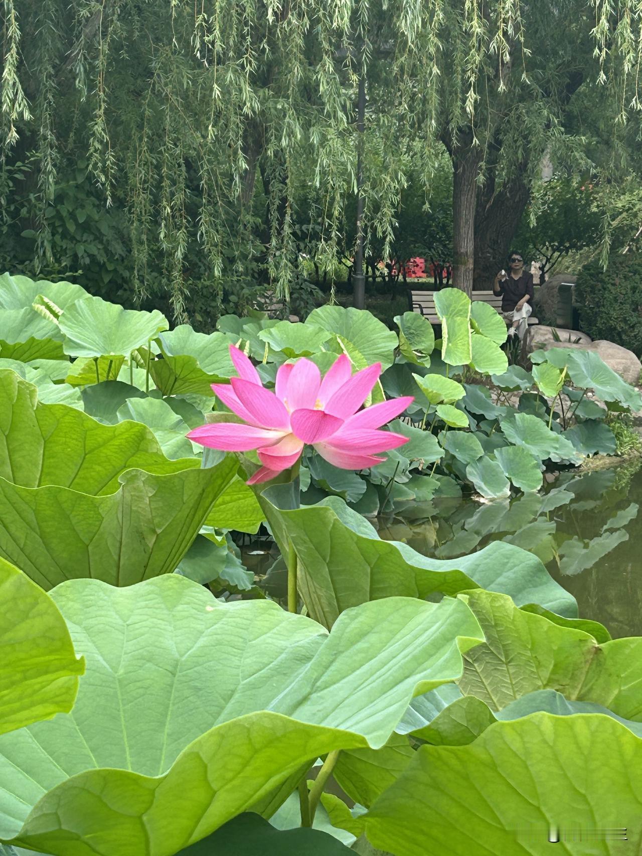 端午节和父亲节撞在了一起，我爸一个人在老家留守，端午节前我给我爸打了个视频电话，