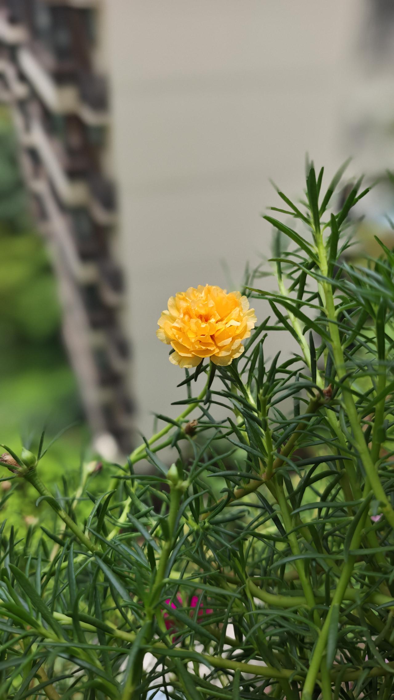 分享你手机中的花花草草黄色，粉色重瓣太阳花，你喜欢哪一朵？