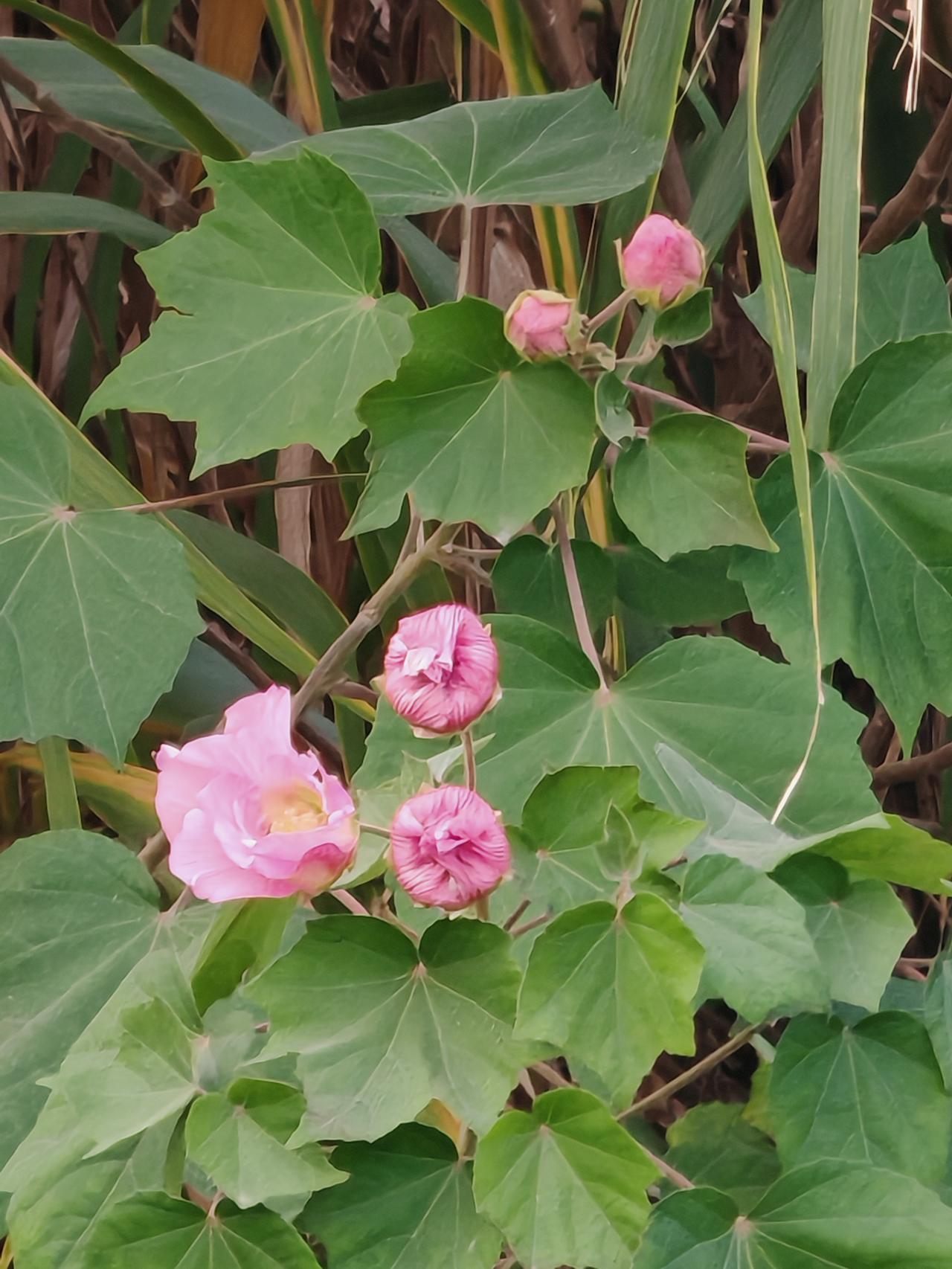 人到中年，越来越觉得平平淡淡才是真。年少时总想着要干出一番大事业，追求热气腾腾的