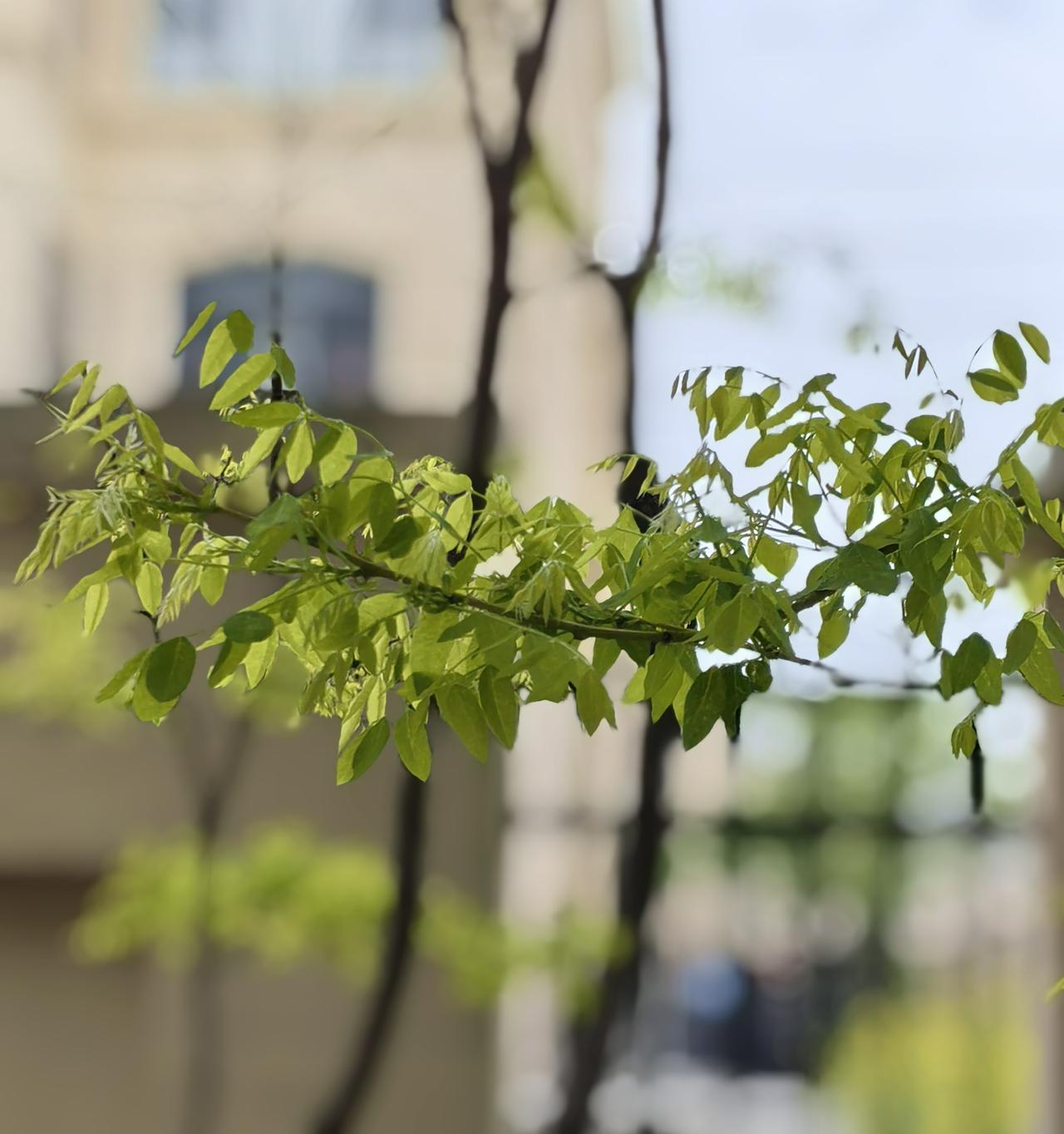 醉在江南春～

春的心意，
早写在了枝头，
那抹新绿里。

原来，春，就在身边～