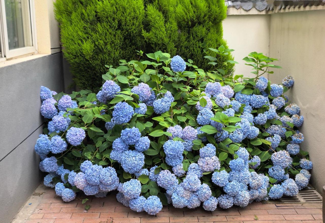 这花真好看