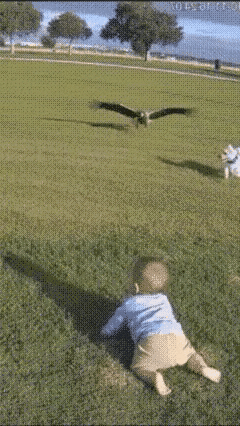 户外遛娃还得注意一点，这要不是狗子激灵，这娃就被叼走了。