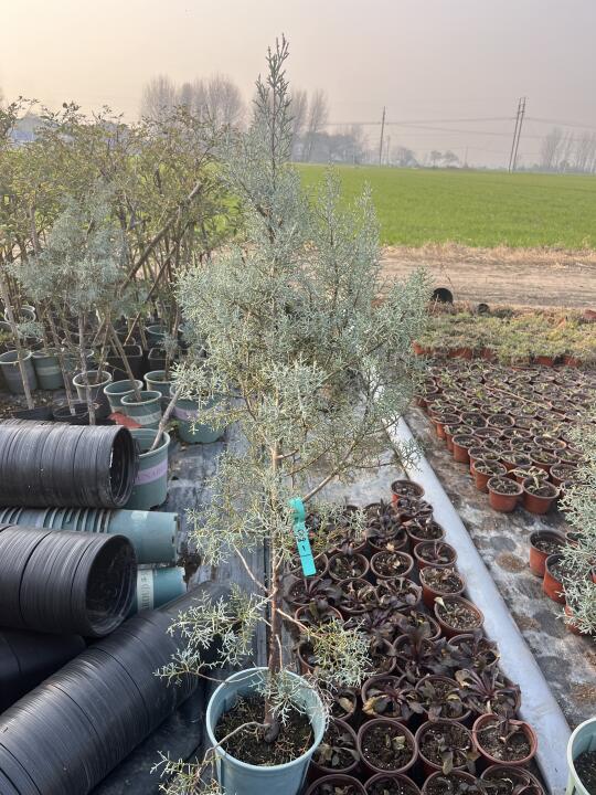 蓝冰柏，营养土带盆大苗，新手可以下单