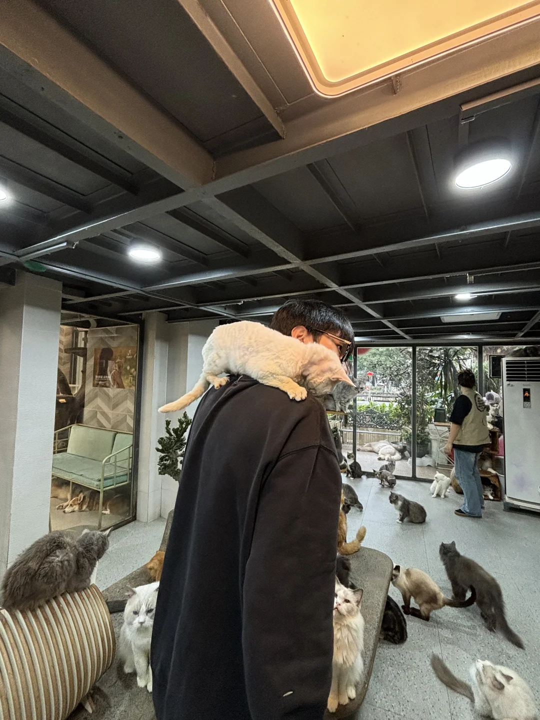 广州｜藏在江南西的猫猫狗狗世界🐈